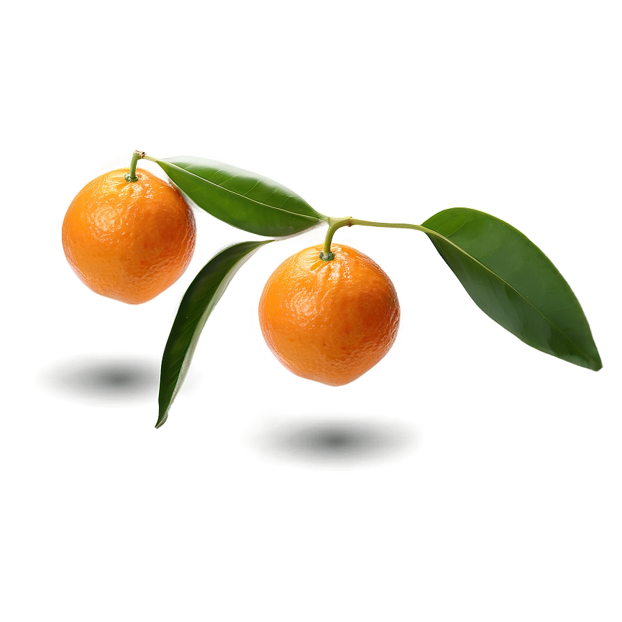 Isolated Orange On White Png 05032024 PNG