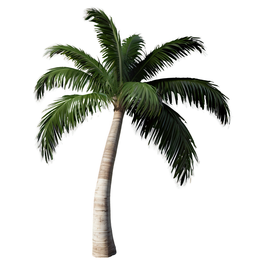 Isolated Palm Tree Png 49 PNG