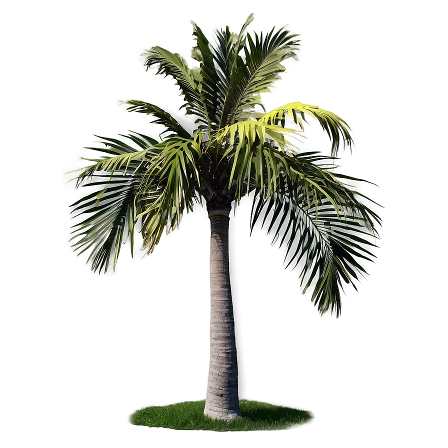 Isolated Palm Tree Png Afg8 PNG
