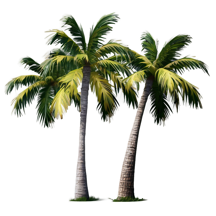 Isolated Palm Tree Png Opo38 PNG