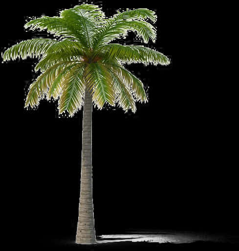 Isolated Palm Treeon Transparent Background PNG