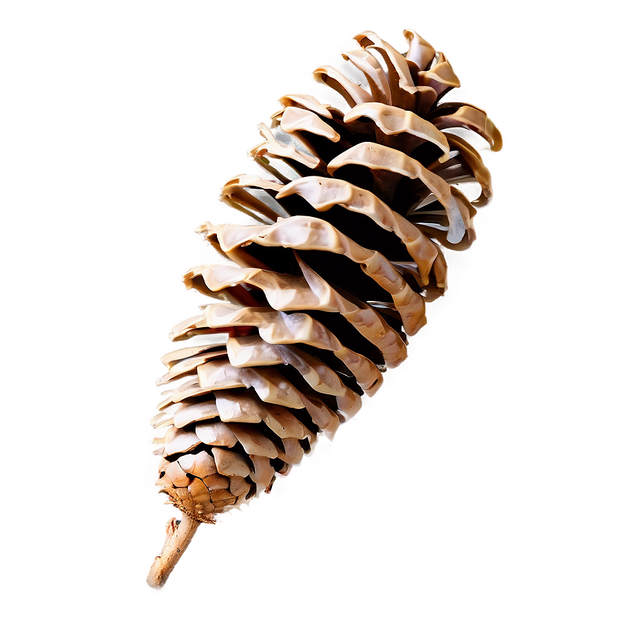 Isolated Pine Cone Png 62 PNG