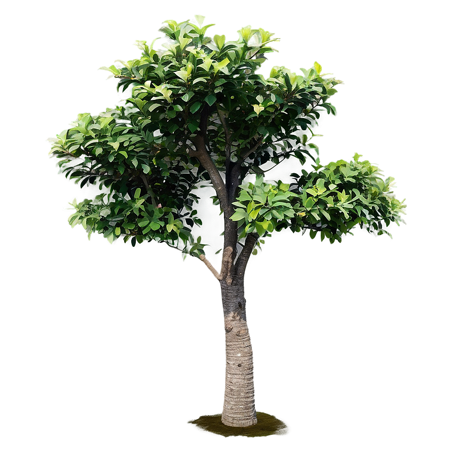 Isolated Small Tree Png 06132024 PNG
