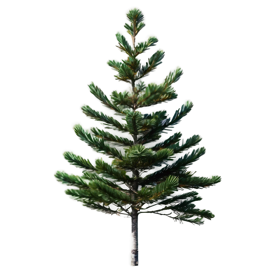 Isolated Spruce Tree On White Png Eva PNG