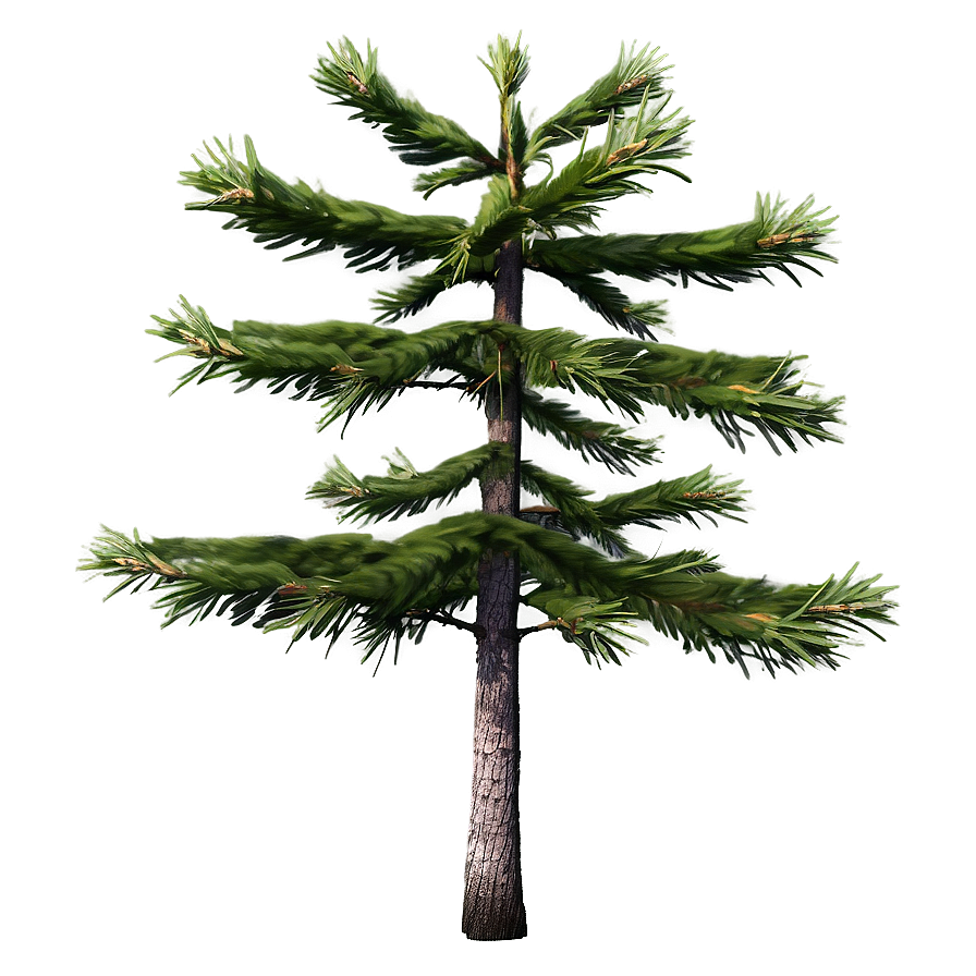 Isolated Spruce Tree On White Png Qjl PNG