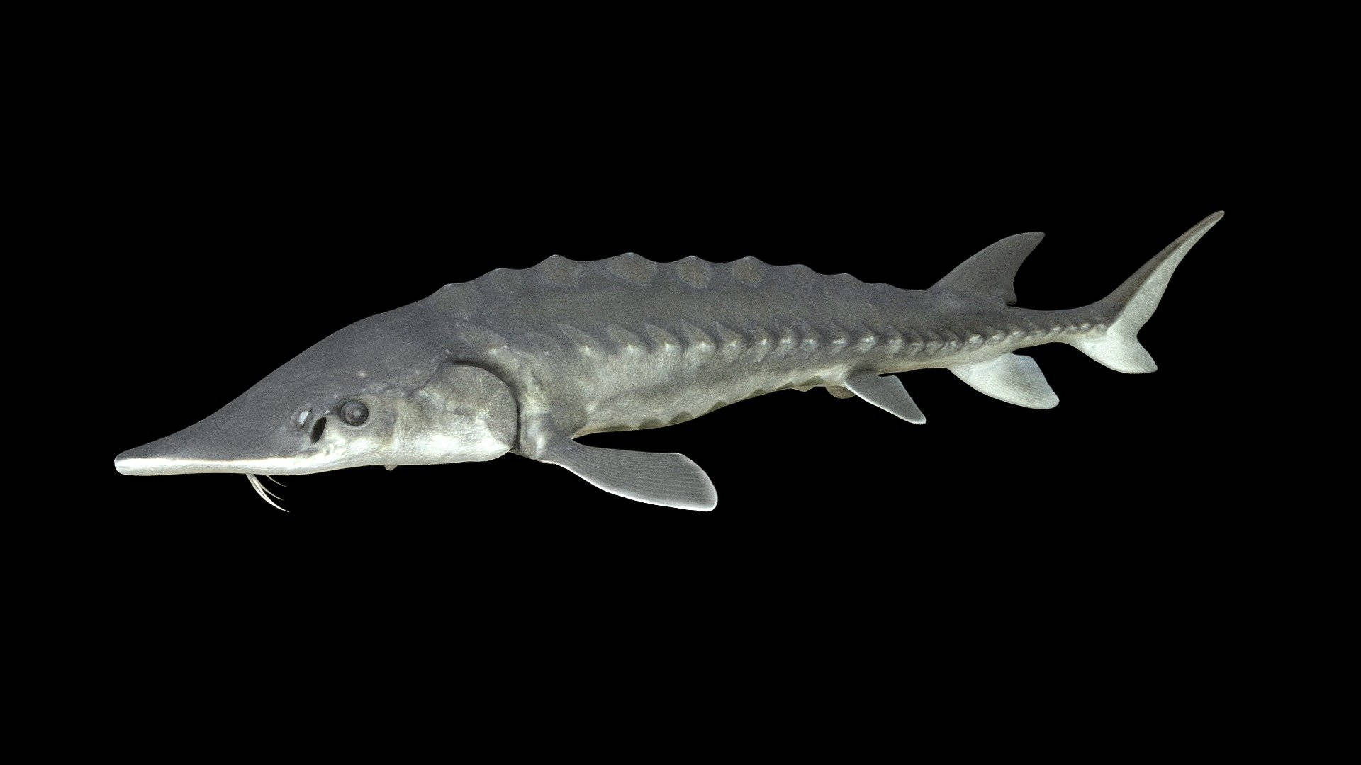 Isolated Sturgeon Fish In Darkness Wallpaper