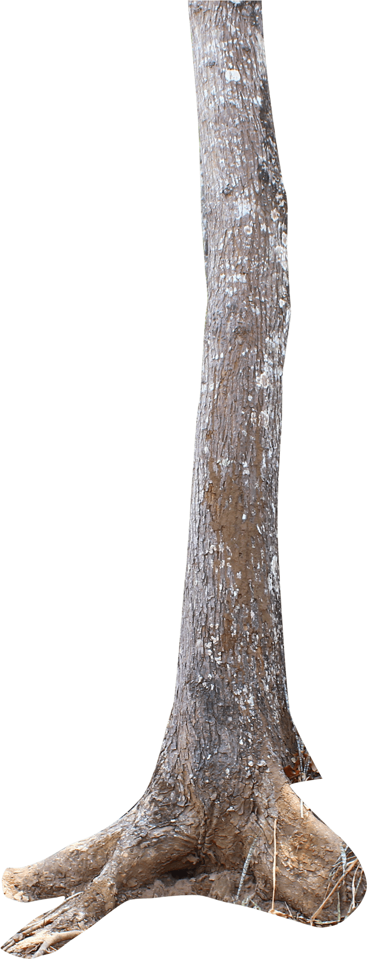 Isolated Tree Trunkon Teal Background.png PNG