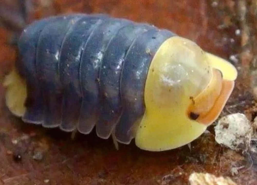 Isopod Close Up Image Wallpaper