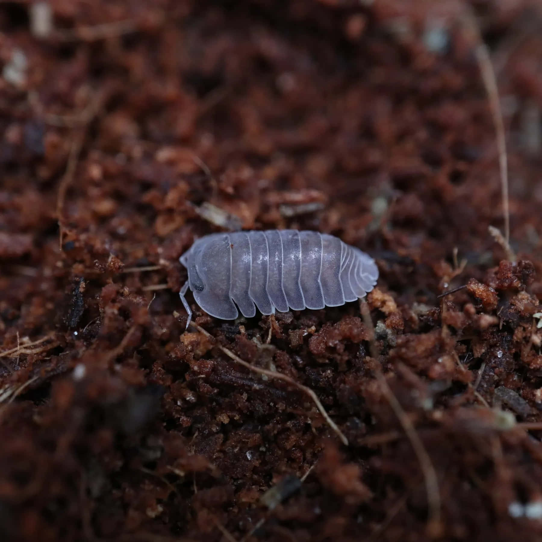 Isopod På Jord Bakgrunnsbildet