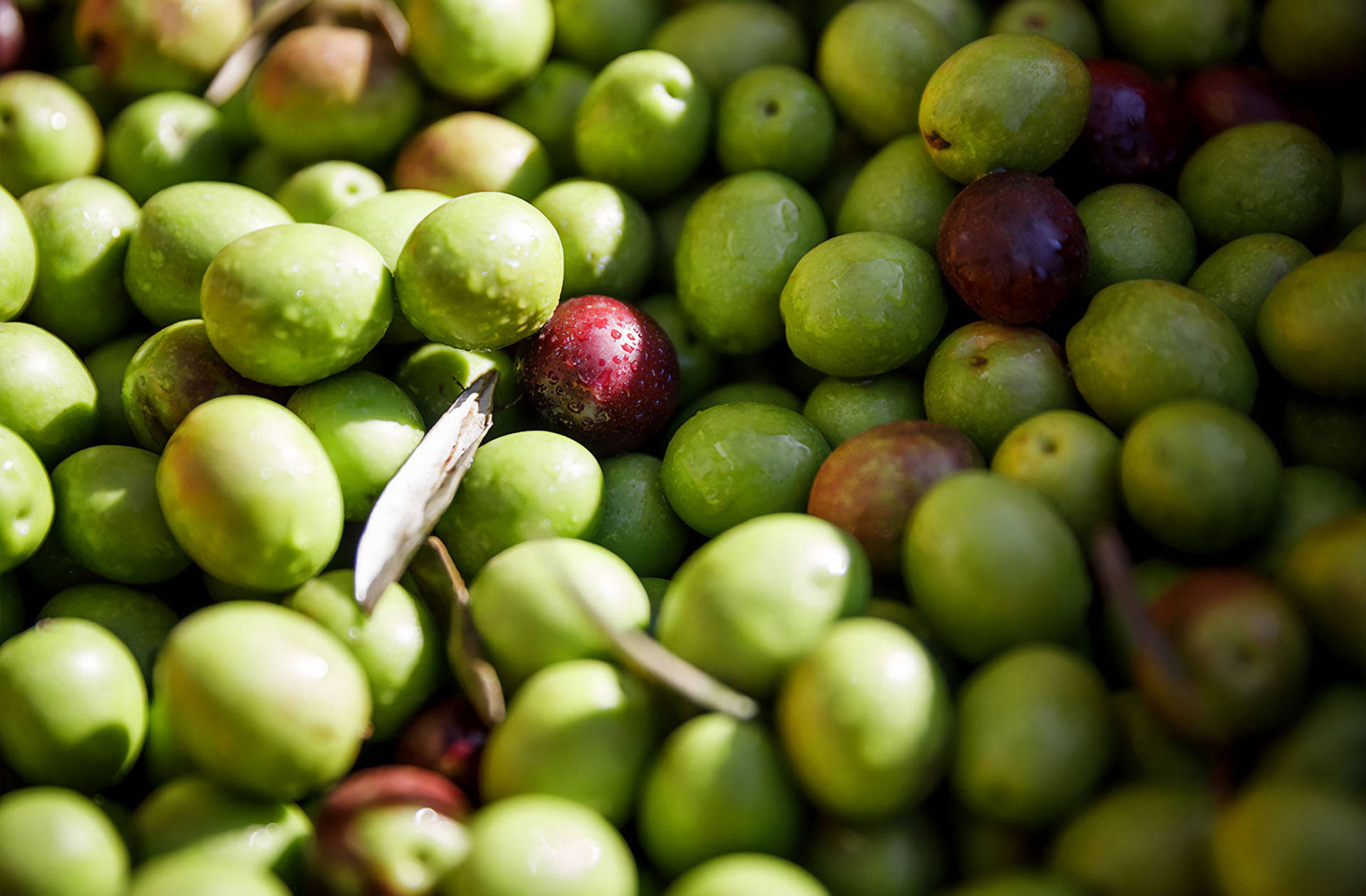 Freshly Picked Istrian Olives Wallpaper