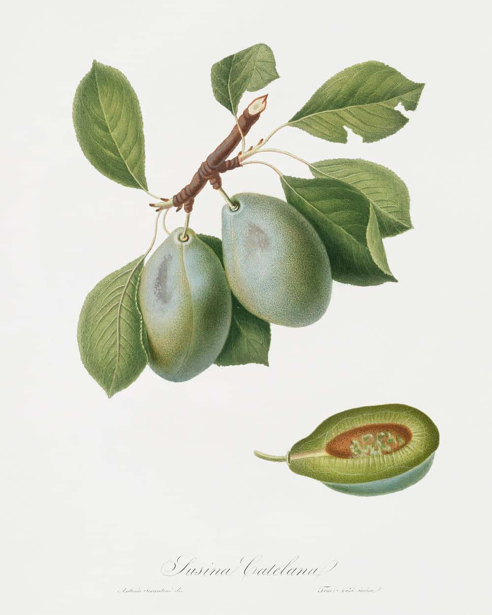Italian Prune Green Plum Illustration Wallpaper