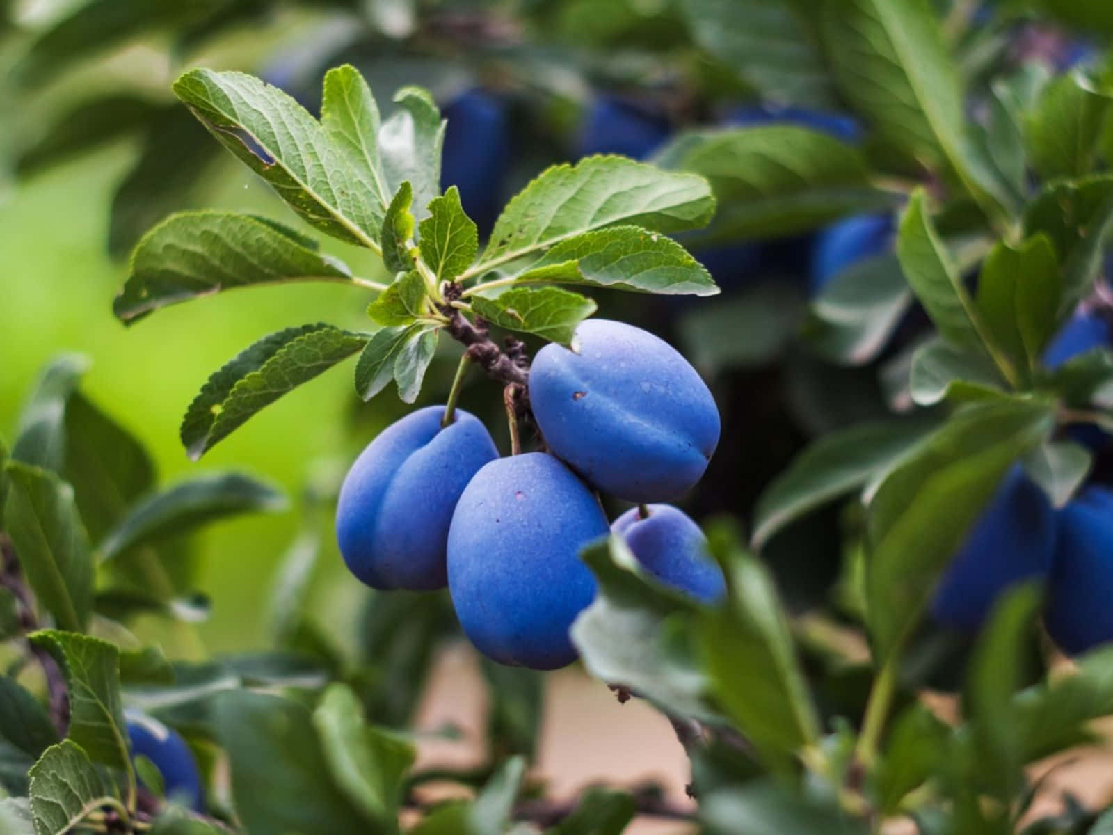 Italian Prune Plum Blue Violet Plant Wallpaper