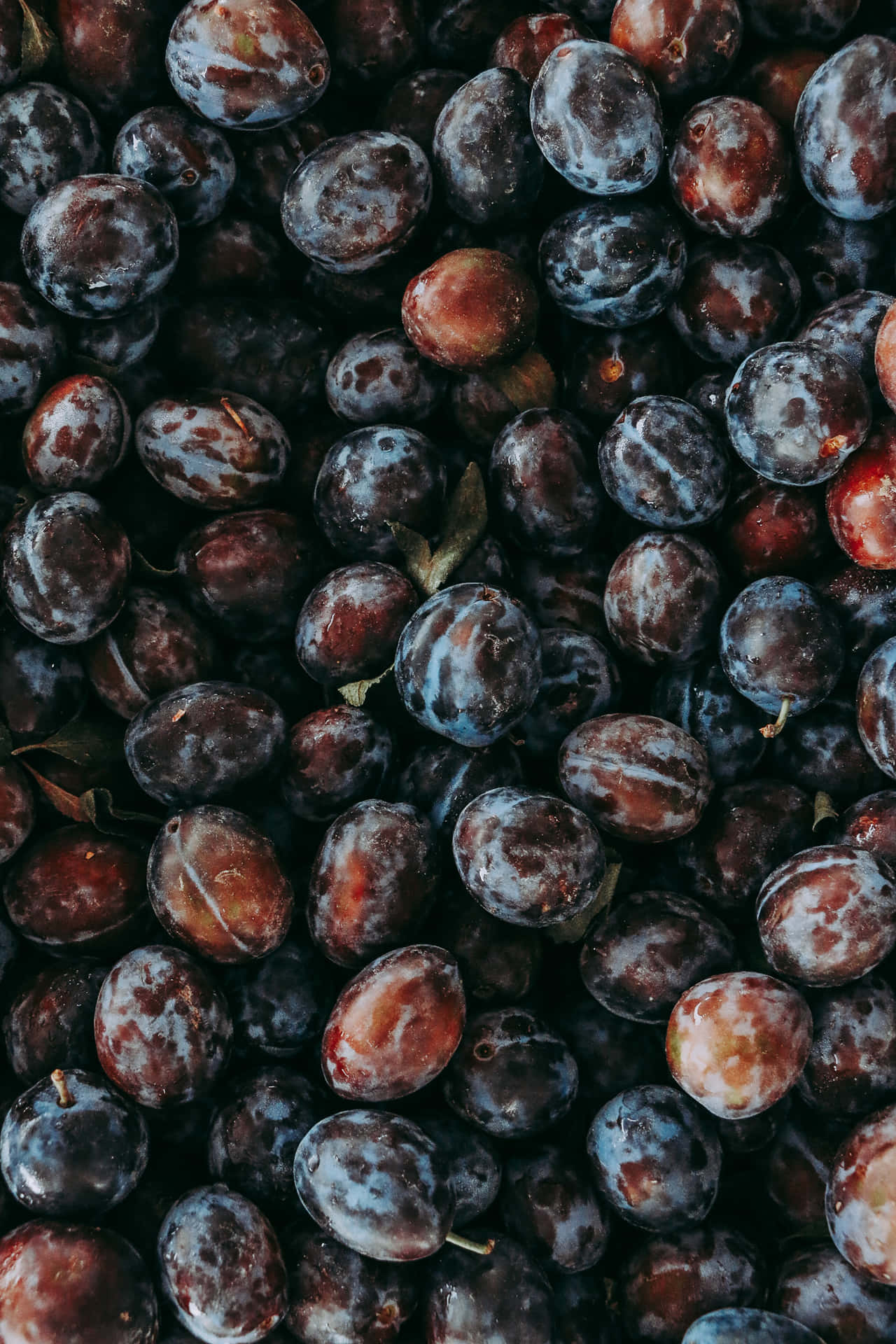 Download Italian Prune Plum Dark Red Fruits Wallpaper | Wallpapers.com