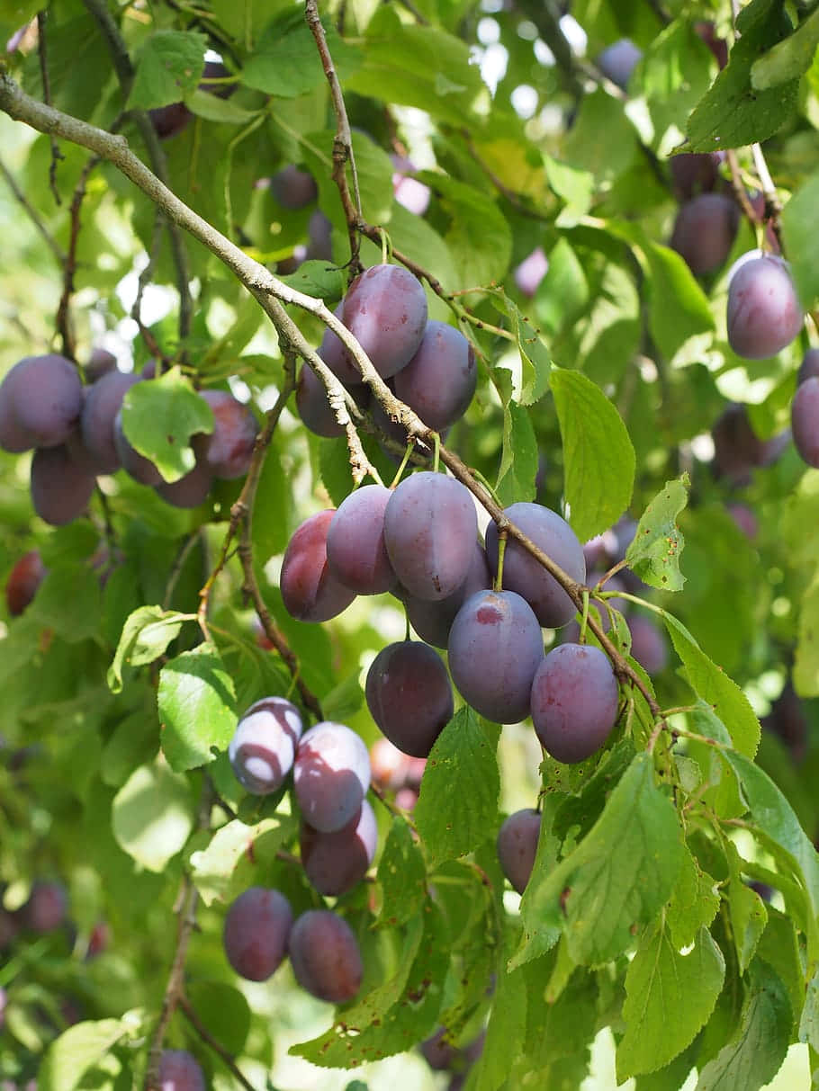 - Ladda Ner En Vacker Bild Av Ett Italienskt Plommonfruktträd Som Bakgrundsbild På Din Dator Eller Mobiltelefon. Wallpaper