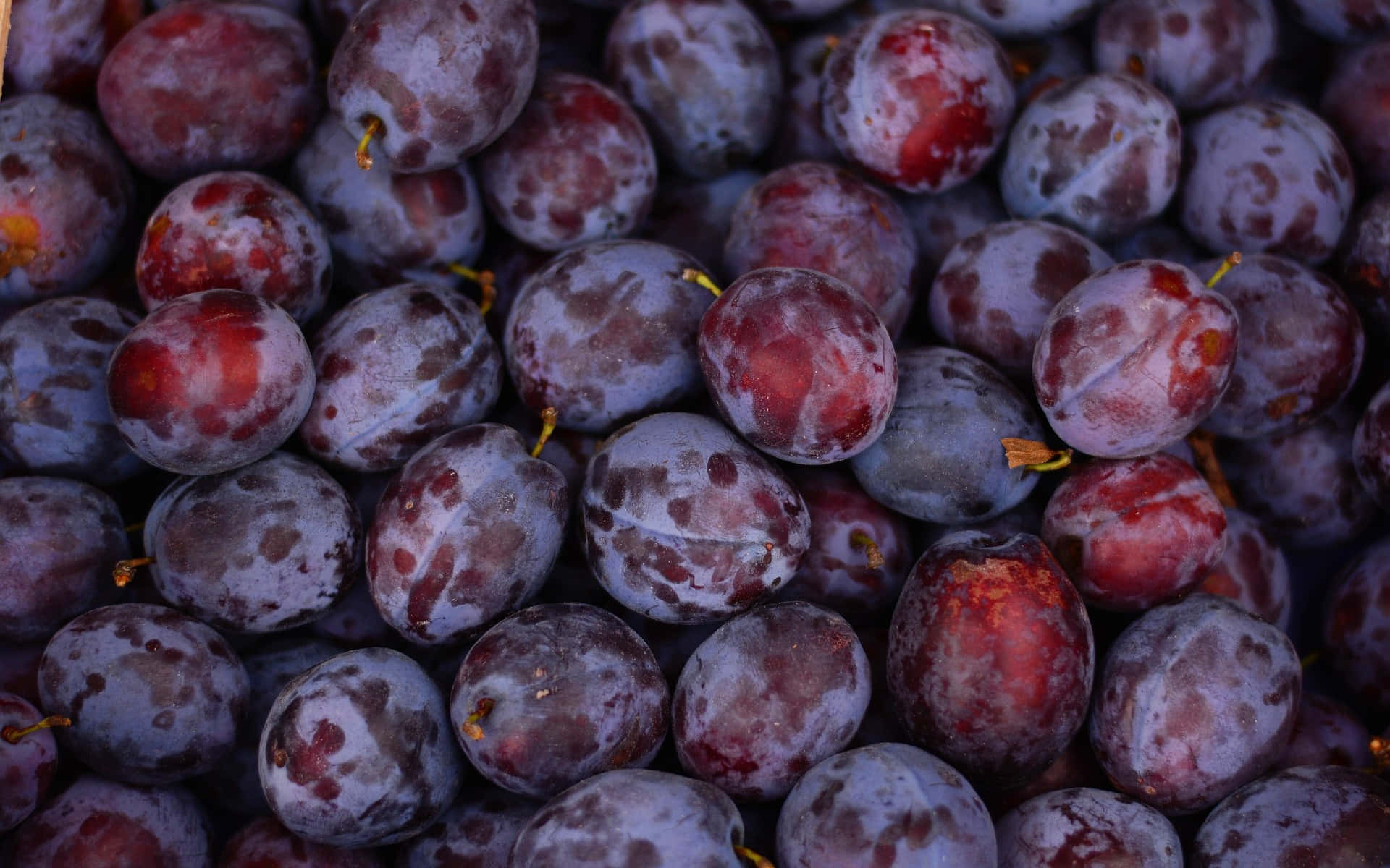 Italian Prune Plum Ripe Fresh Fruits Wallpaper