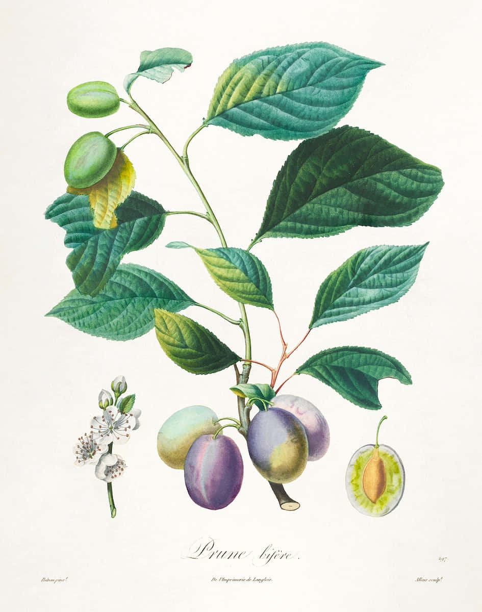 Italienisk Prune Plum Vine Plant Botanical Drawing Style Print på en Desktop Computer Skærm Wallpaper