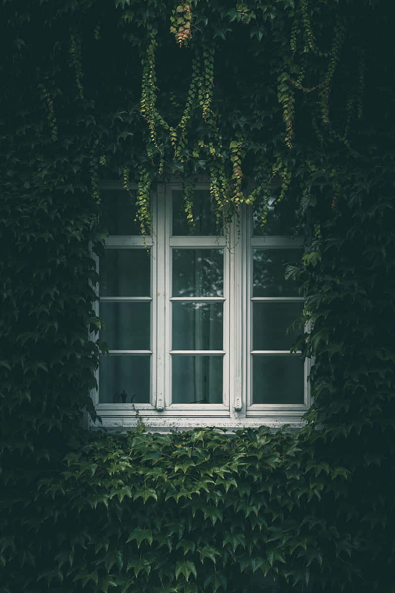 Ivy Clad Window Serenity Wallpaper
