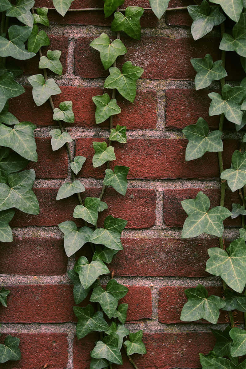 Ivy Covered Brick Wall Wallpaper