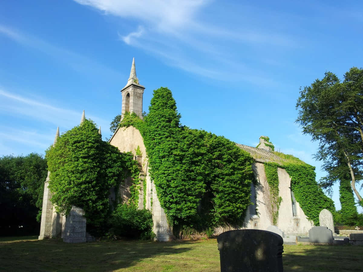 Ivy Covered Church Armagh Wallpaper