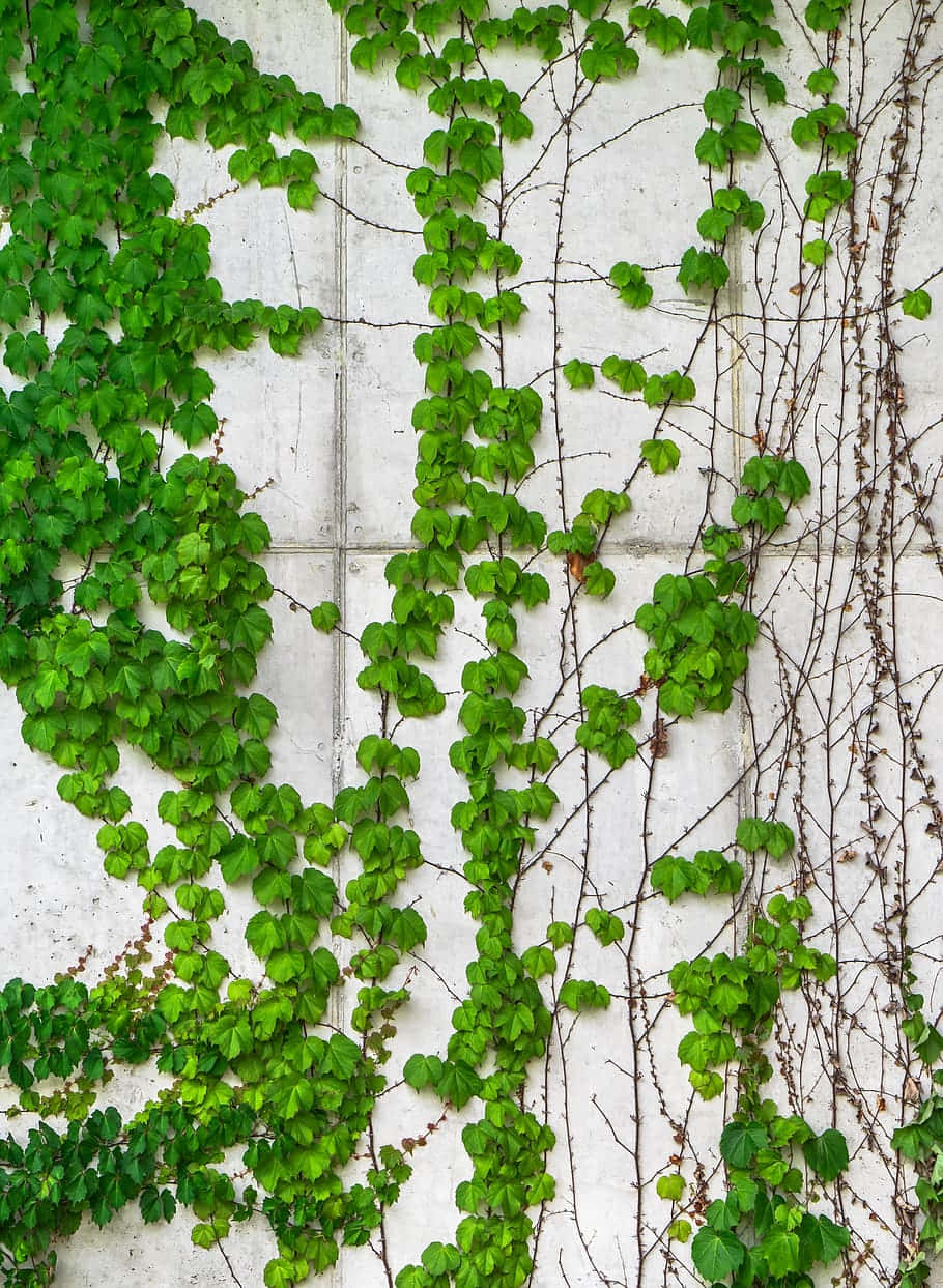 Ivy Covered Concrete Wall Wallpaper
