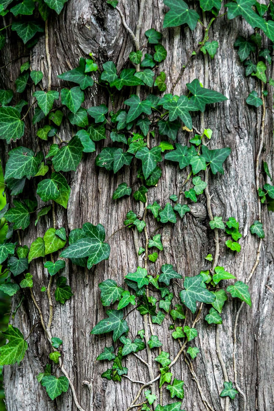 Écorce D'arbre Couvert De Lierre Fond d'écran