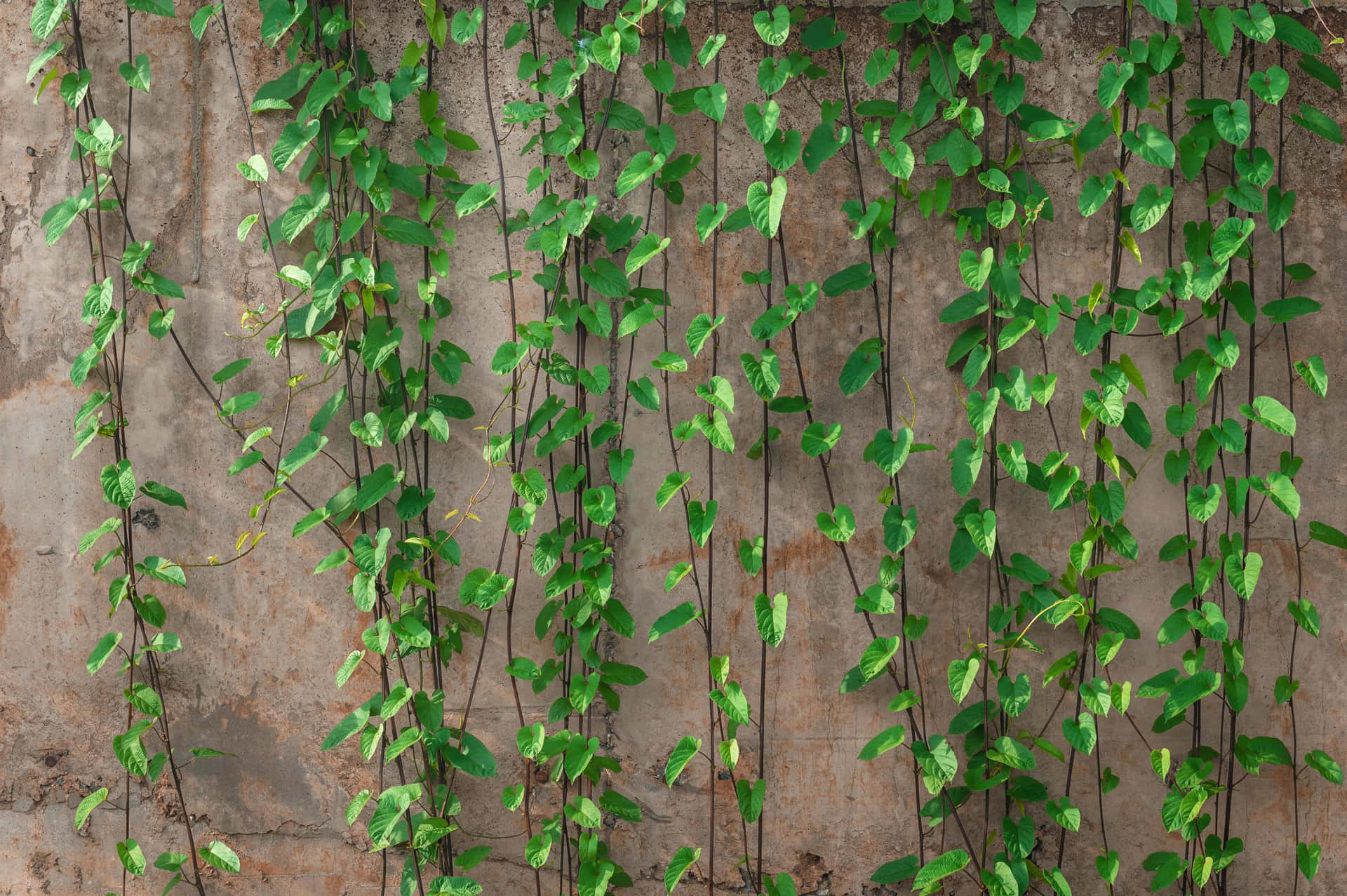 Ivy Covered Wall Nature Reclaiming Wallpaper