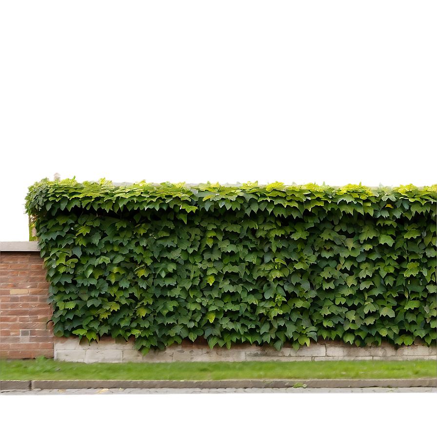 Ivy Covered Wall Png Mhm PNG
