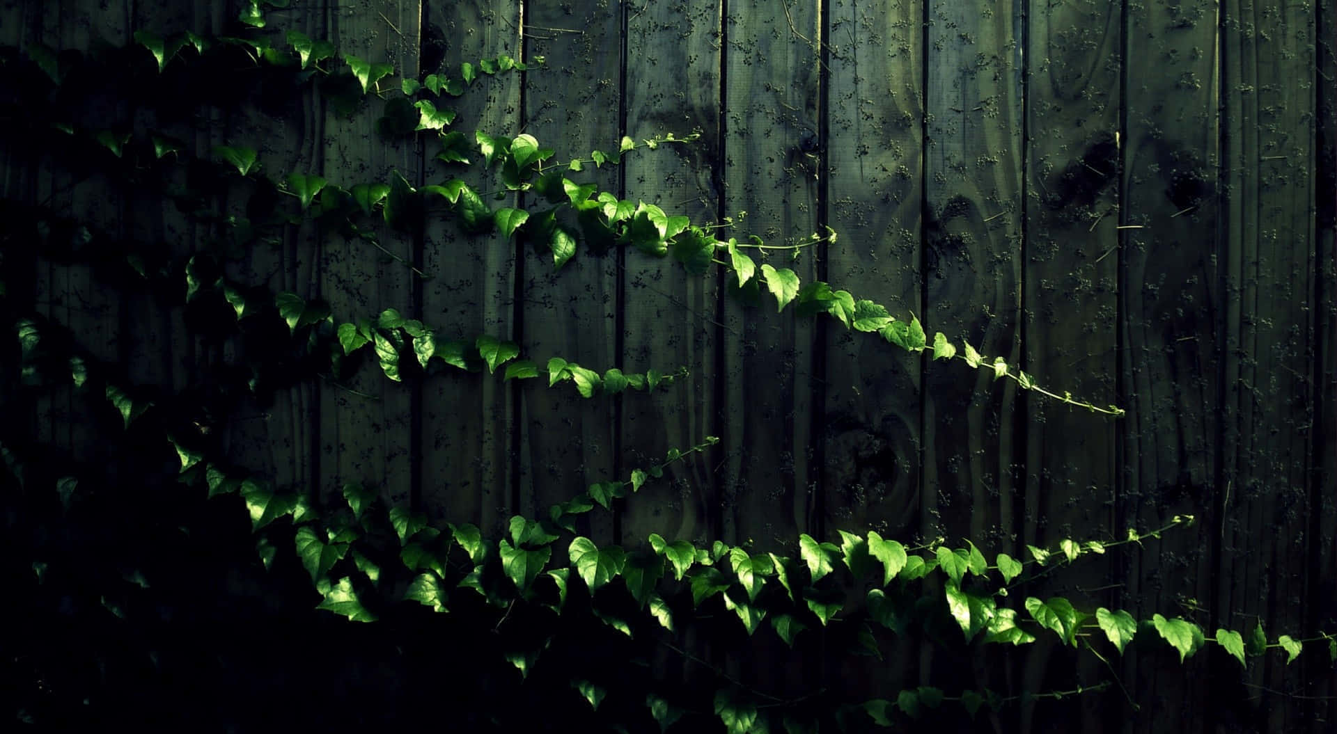 Ivy Covered Wooden Wall Wallpaper