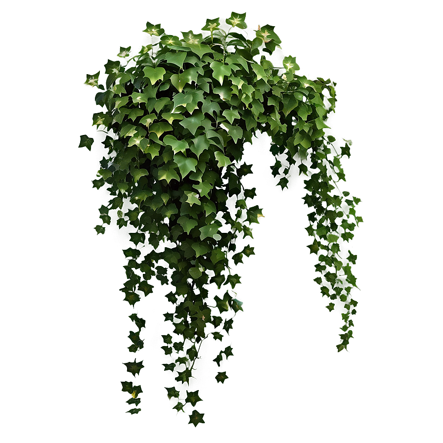 Download Ivy Hanging Plant Png 05252024 | Wallpapers.com