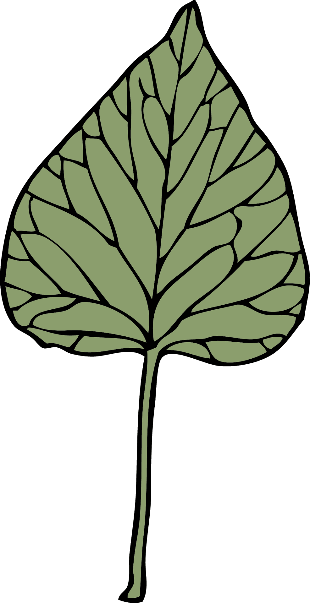 Ivy Leaf Illustration PNG