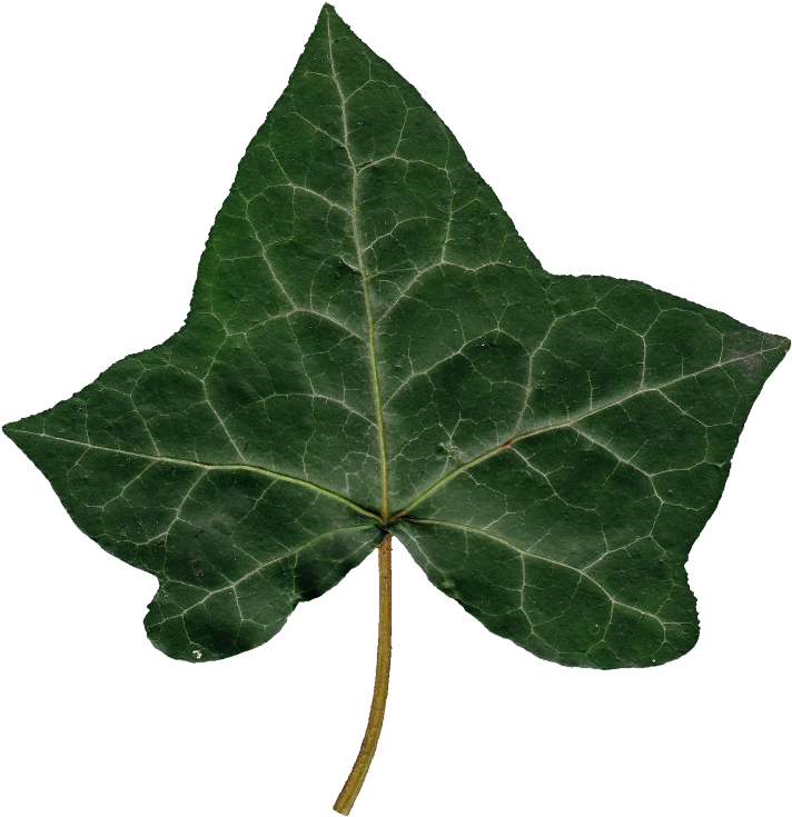 Ivy Leaf Single Isolated PNG