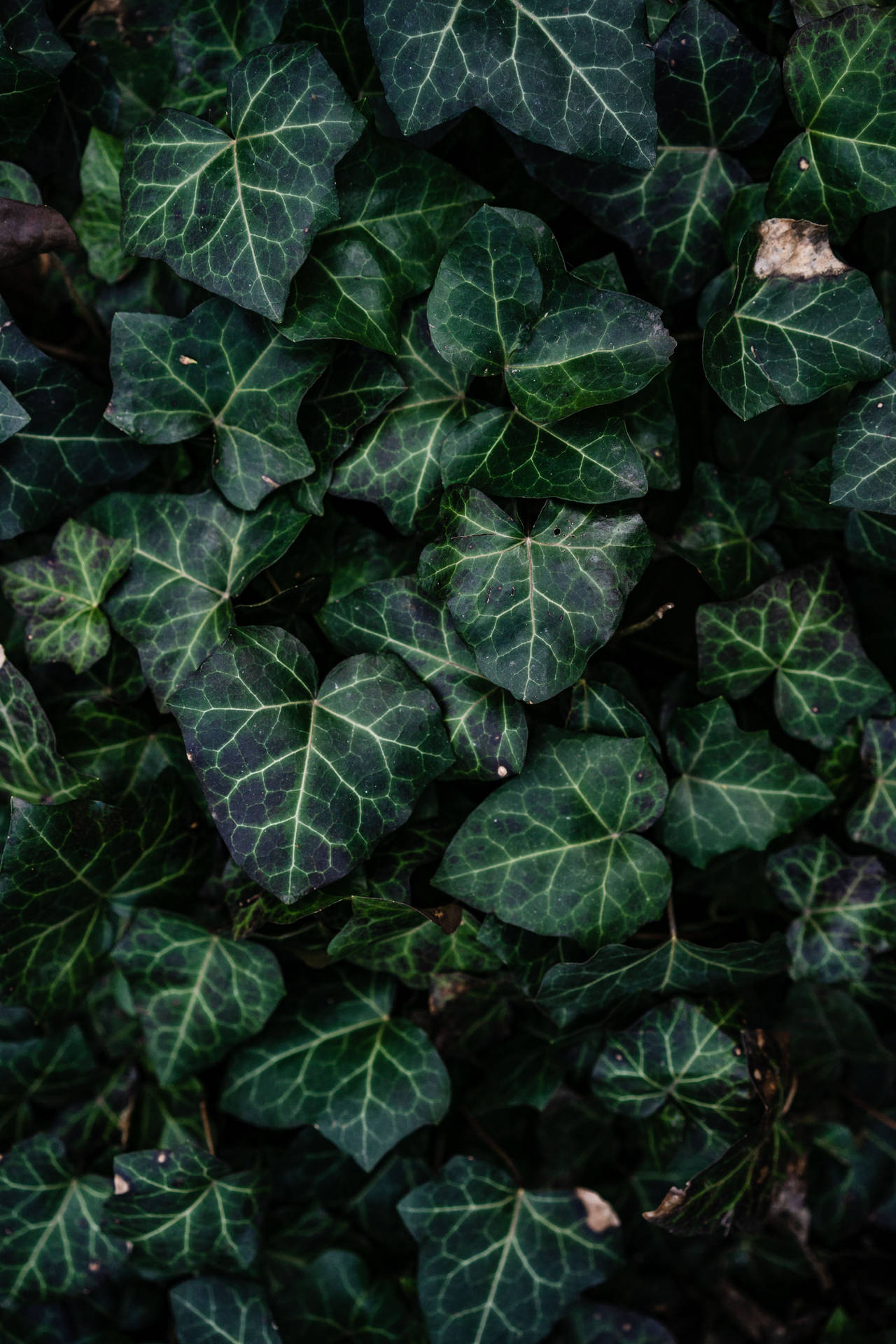 Ivy Plant Æstetisk Wallpaper