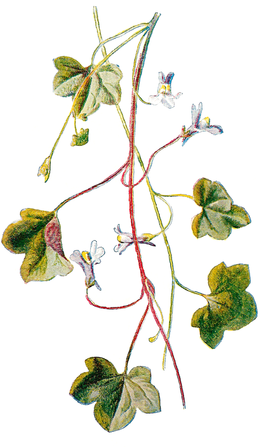 Ivy Plant Illustration PNG