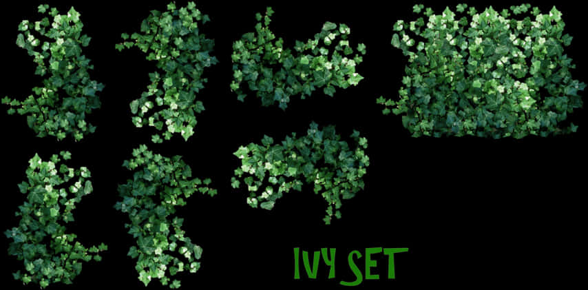 Ivy Set Collection Graphic PNG