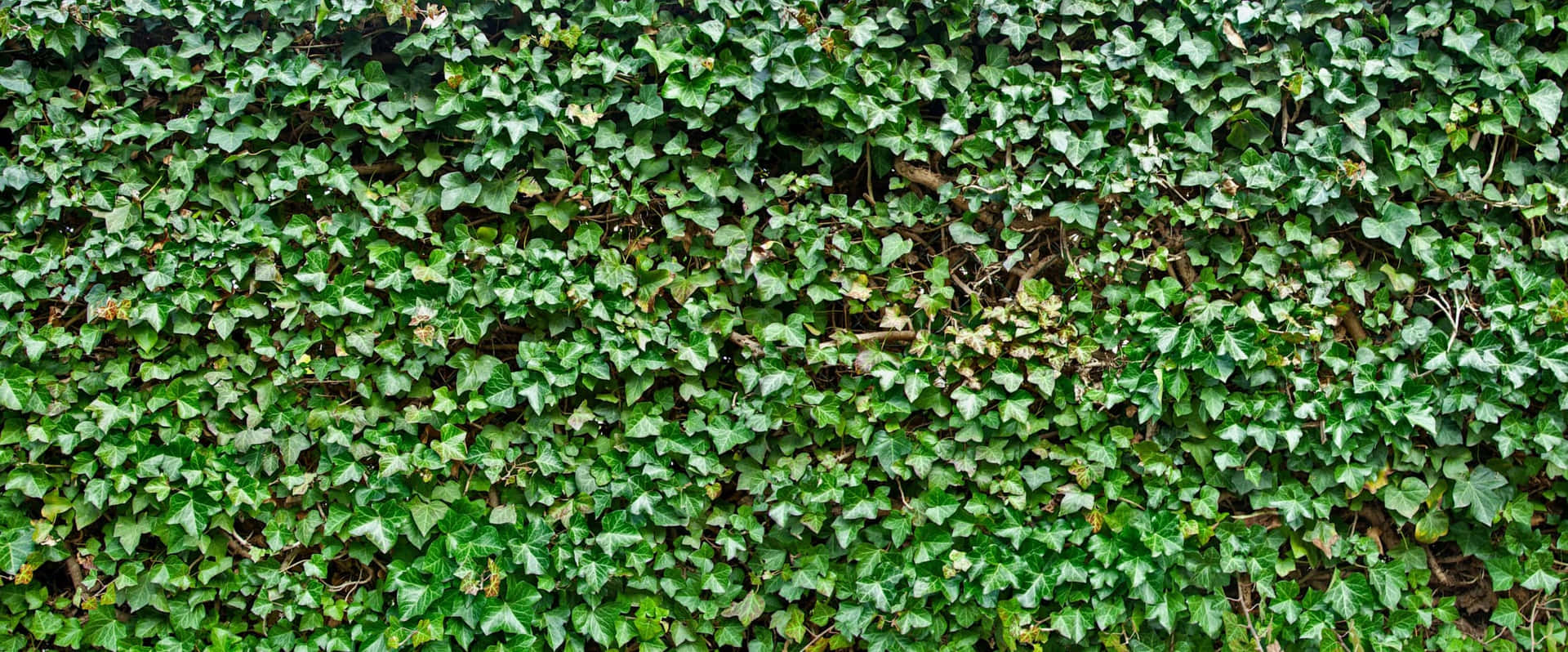 Ivy Wall Green Texture Wallpaper