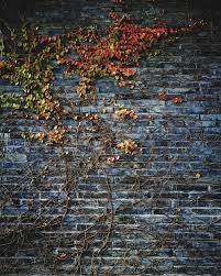 Ivywand-fotohintergrund Wallpaper