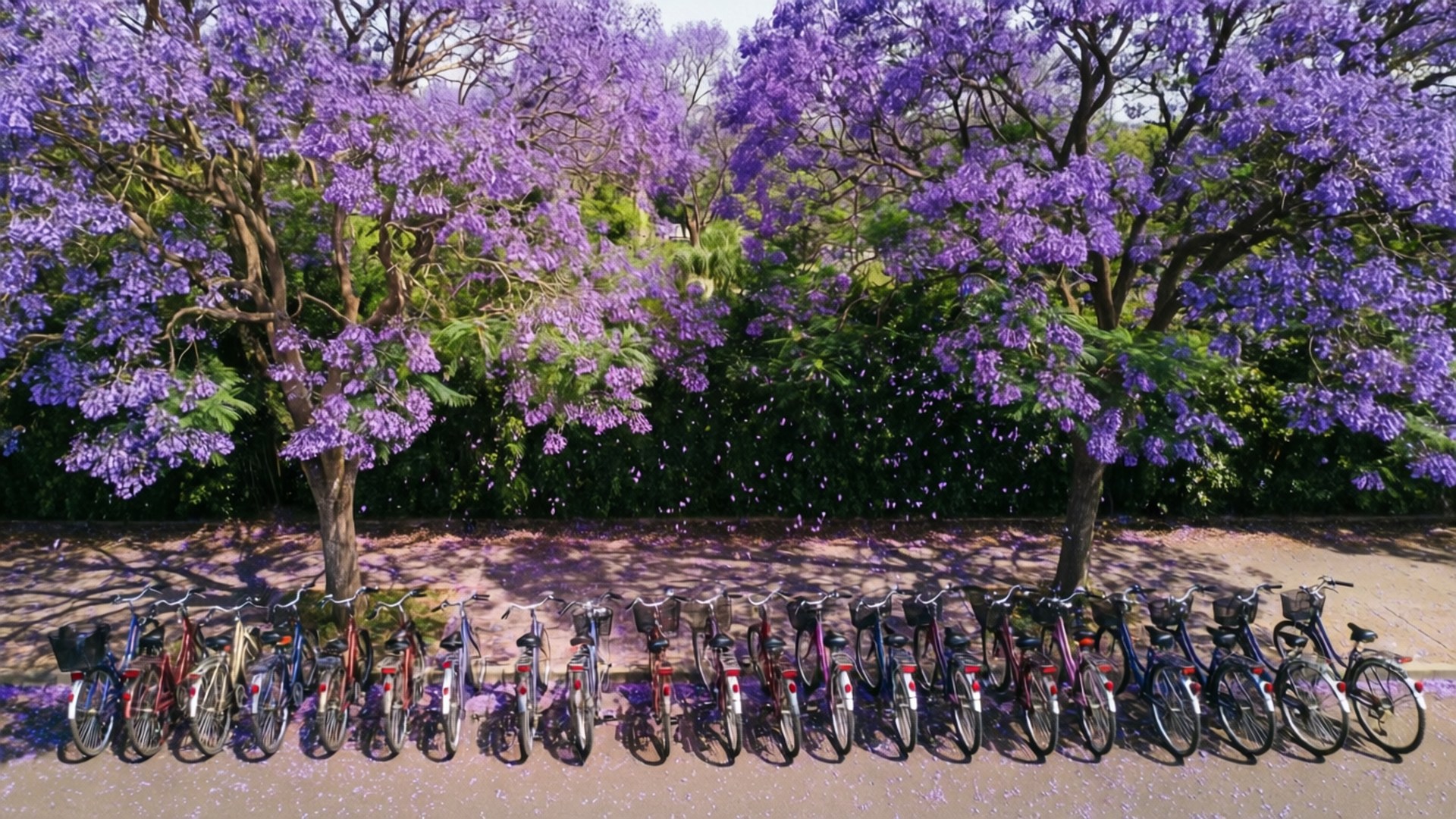 Jacaranda-rad Bakgrundsbilder
