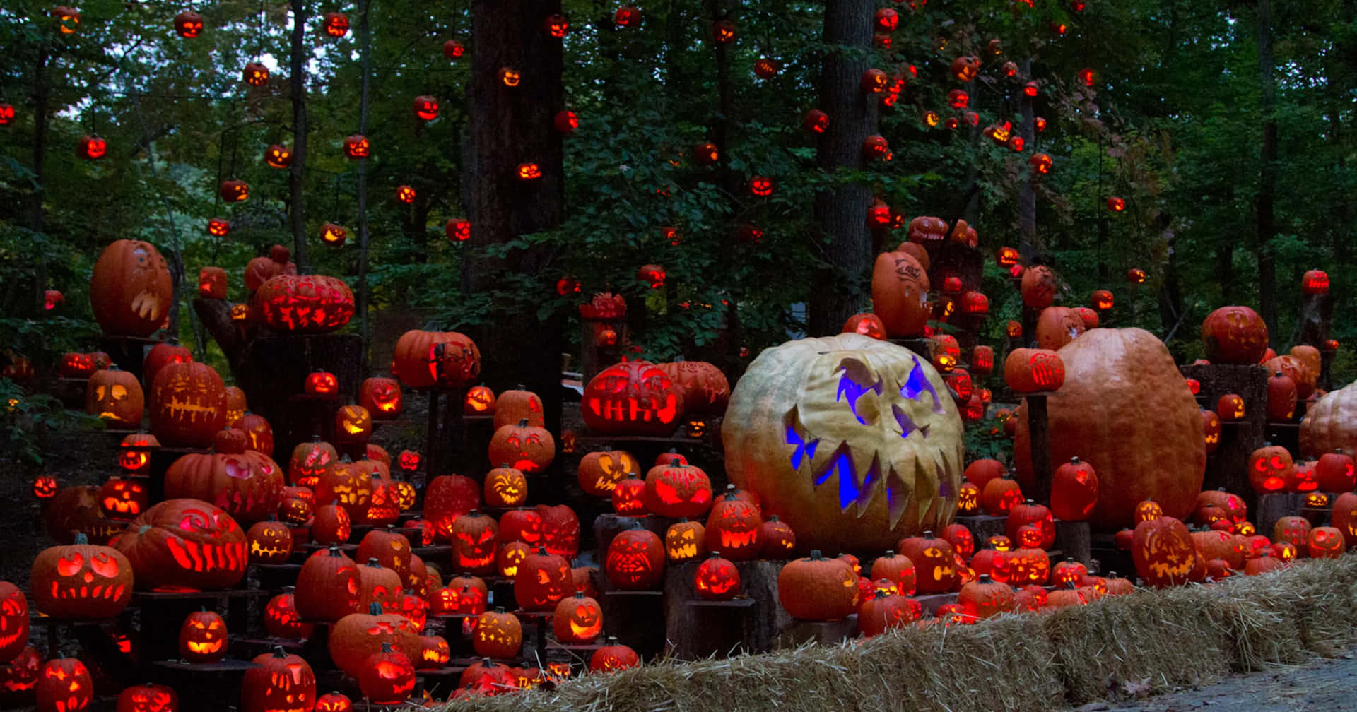 A Group Of Pumpkins Are Lined Up In A Wooded Area