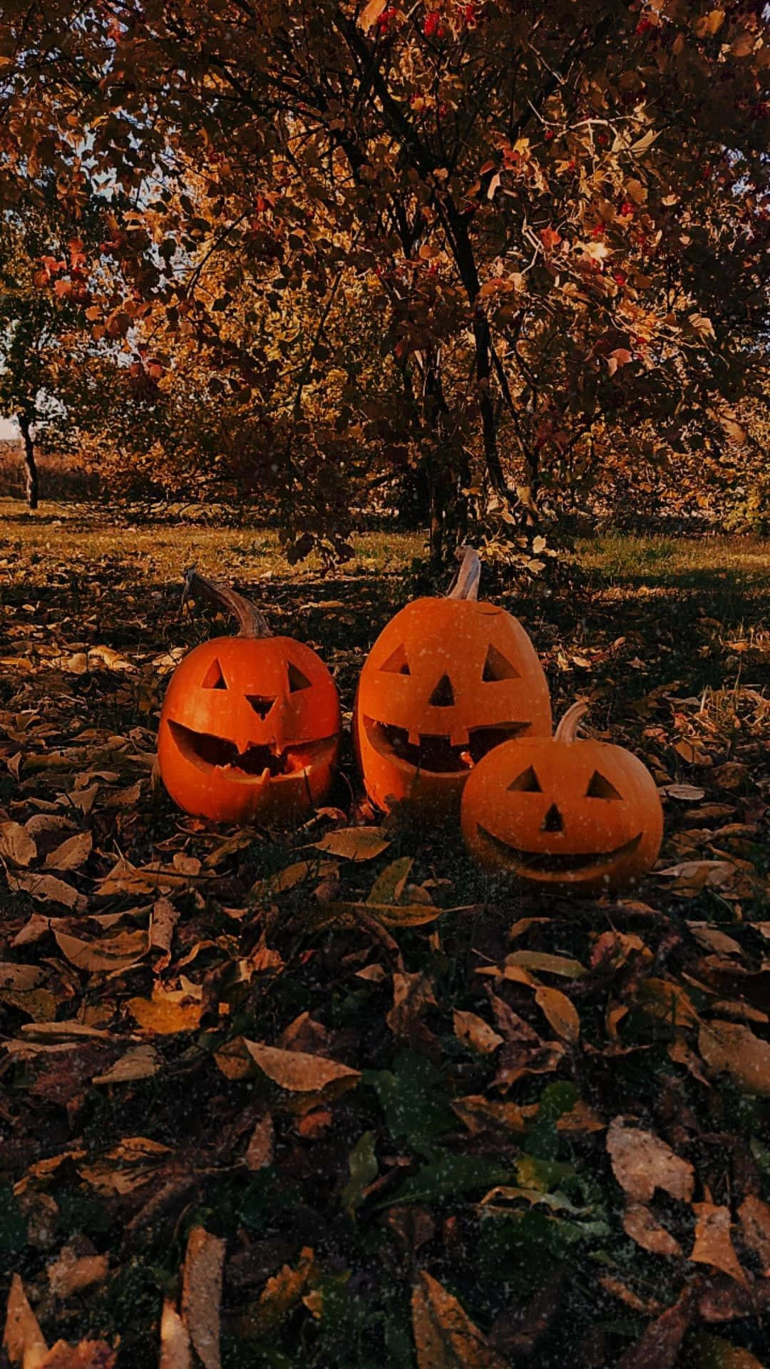 Jacko Lanterns, Estetisk Höst Halloween. Wallpaper