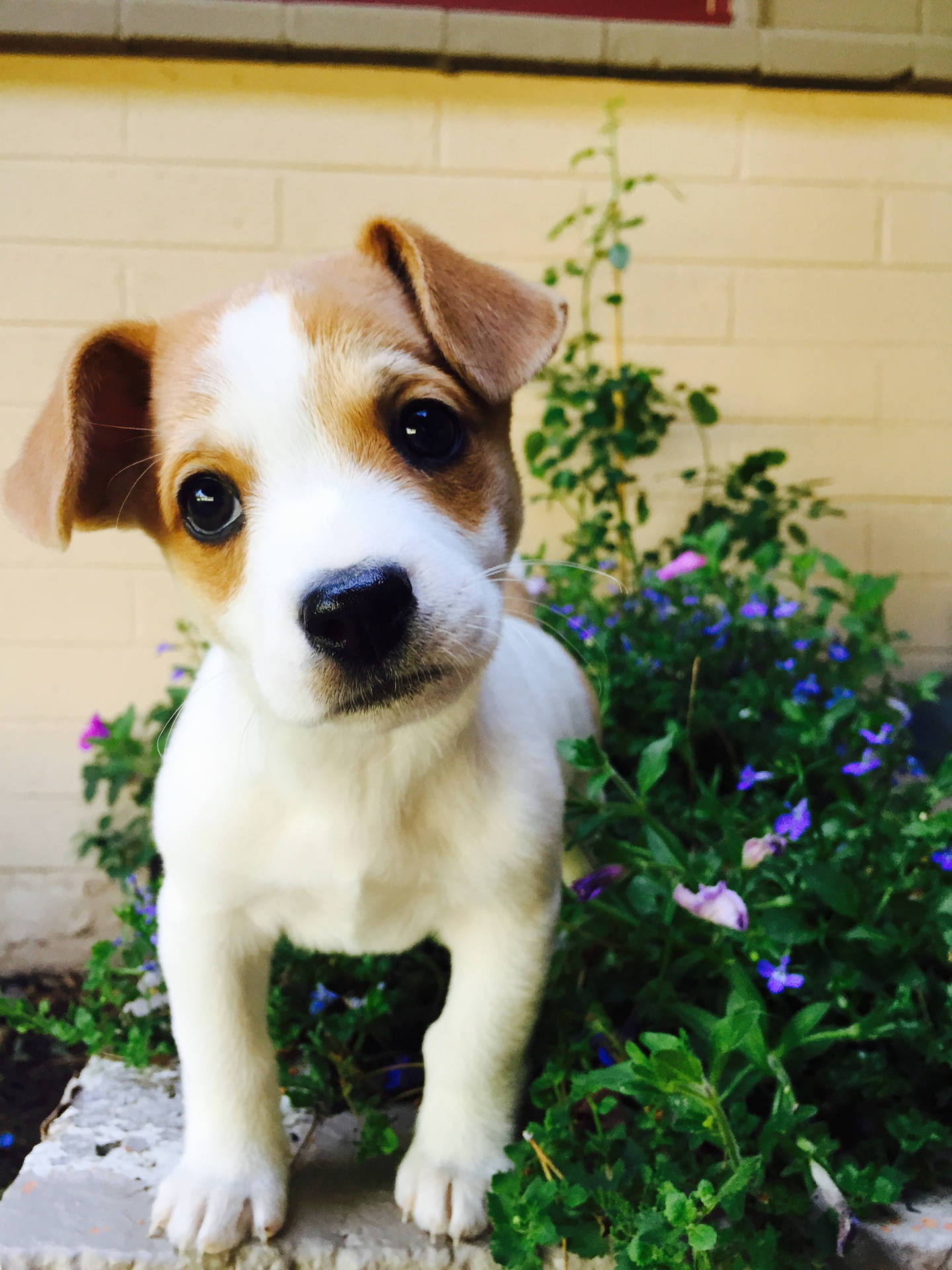 Cachorrode Jack Russell Terrier Fondo de pantalla