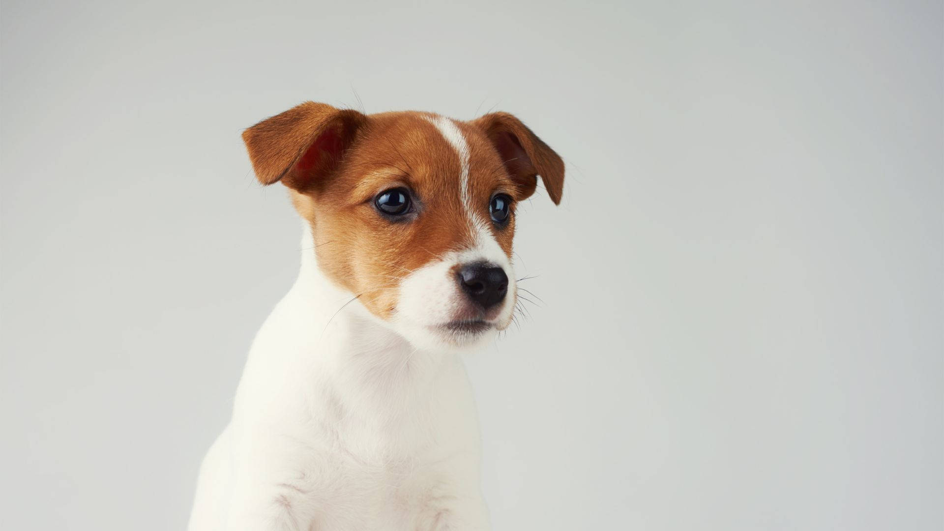 Jack Russell Terrier Baby Dog Puppy Eyes Wallpaper