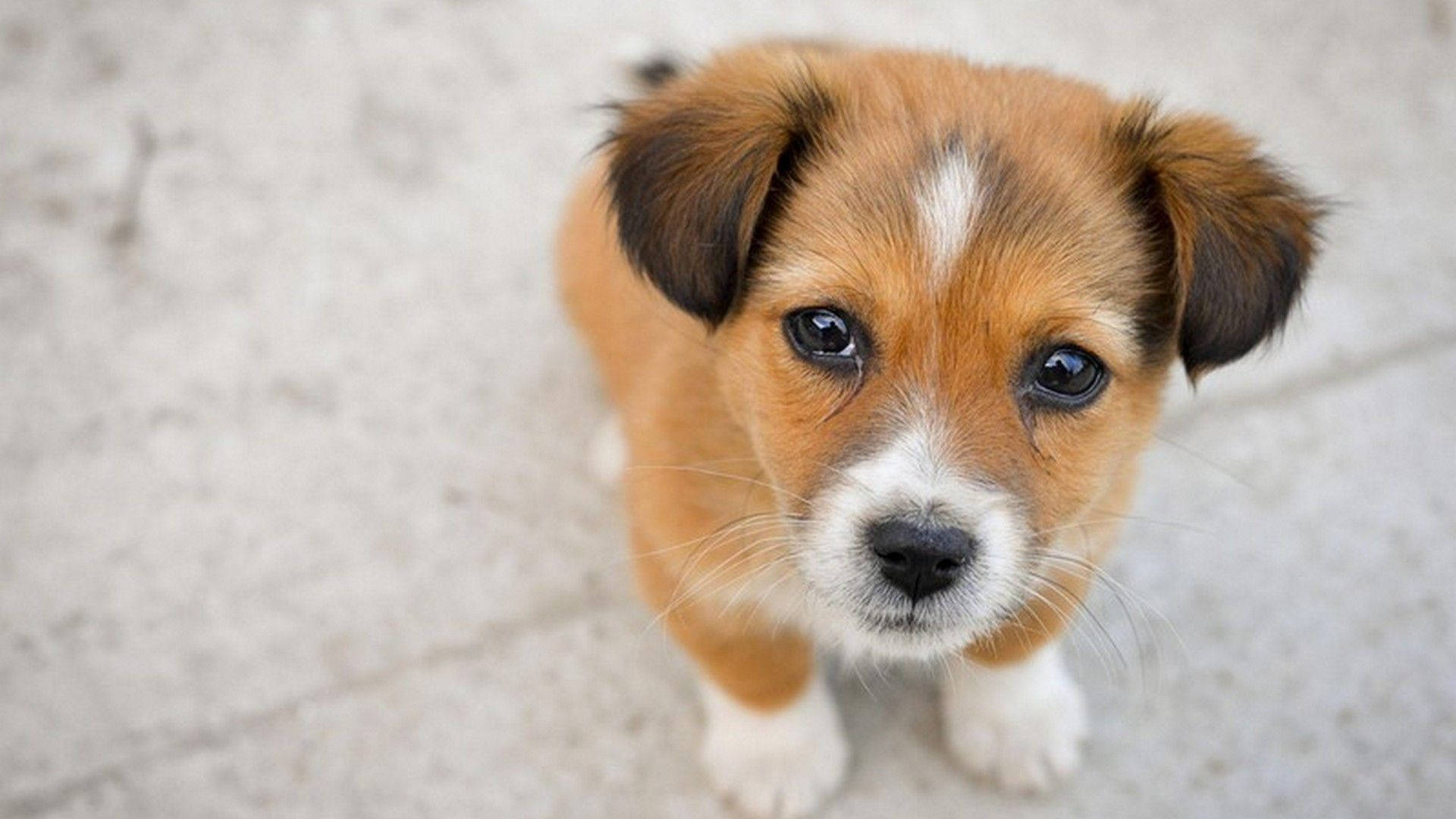 Jack Russell Terrier Puppy Desktop Background