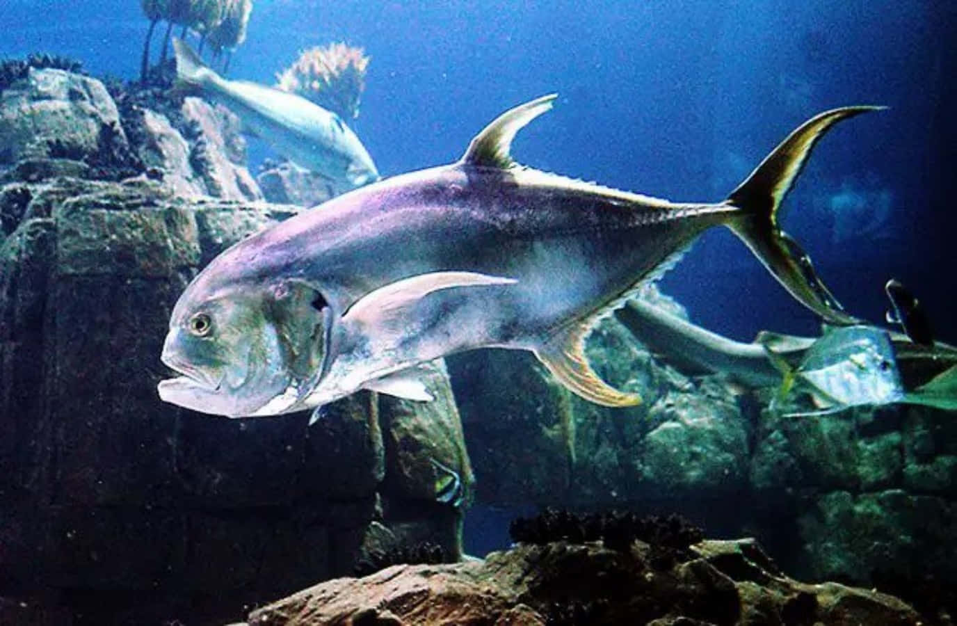 Jackfish Swimming Underwater Aquarium Wallpaper