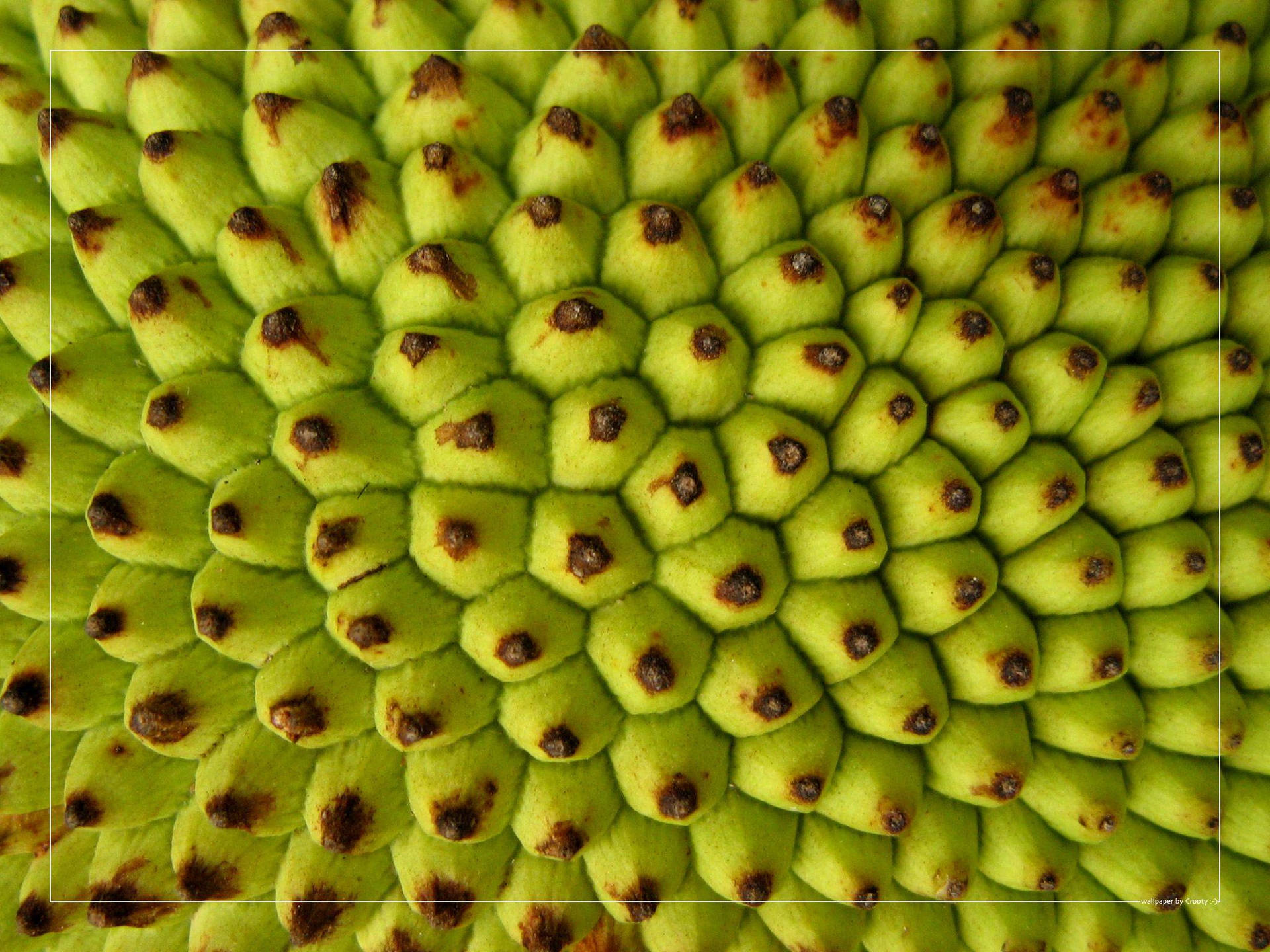 Jackfruit Rind Pattern Wallpaper