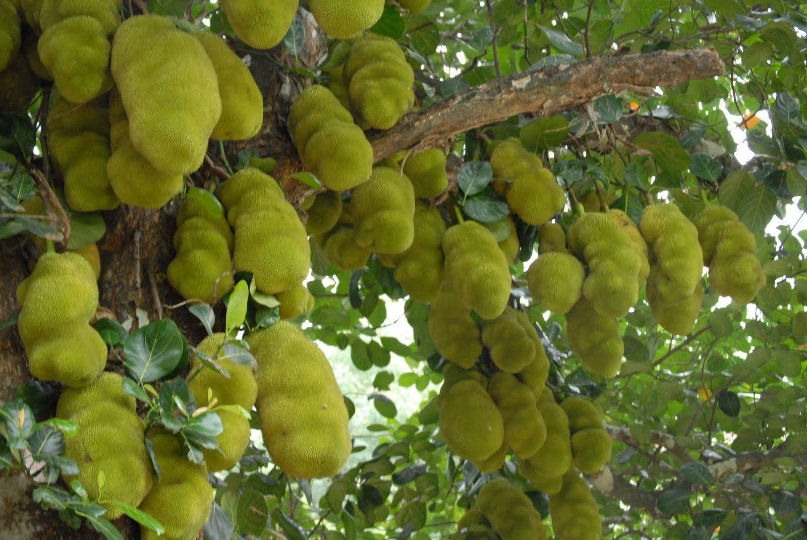 Árbolde Jackfruit Dando Muchos Frutos. Fondo de pantalla