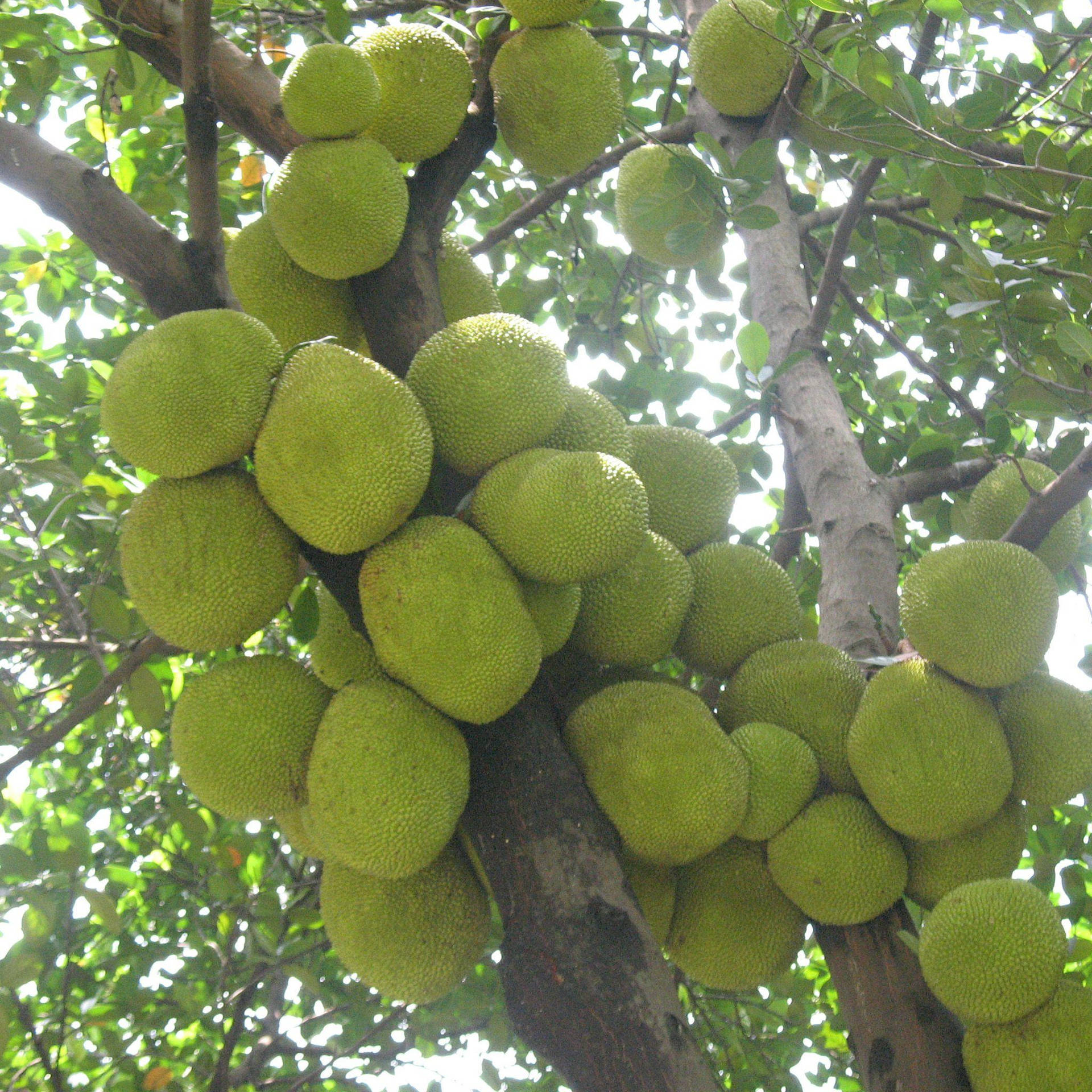 Thriving Jackfruit Tree Packed with Ripe Fruits Wallpaper