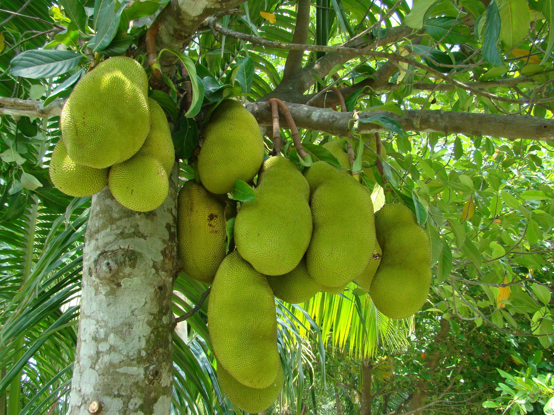 Jackfruit Tree Growing Many Fruits Wallpaper