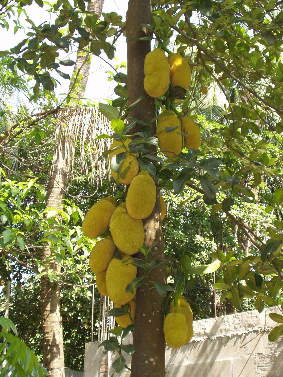 Jackfruit Tree With Many Fruits Wallpaper
