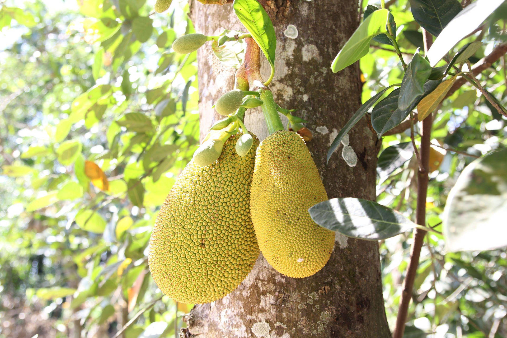 Jackfruit Tree With Ripe Fruits Wallpaper