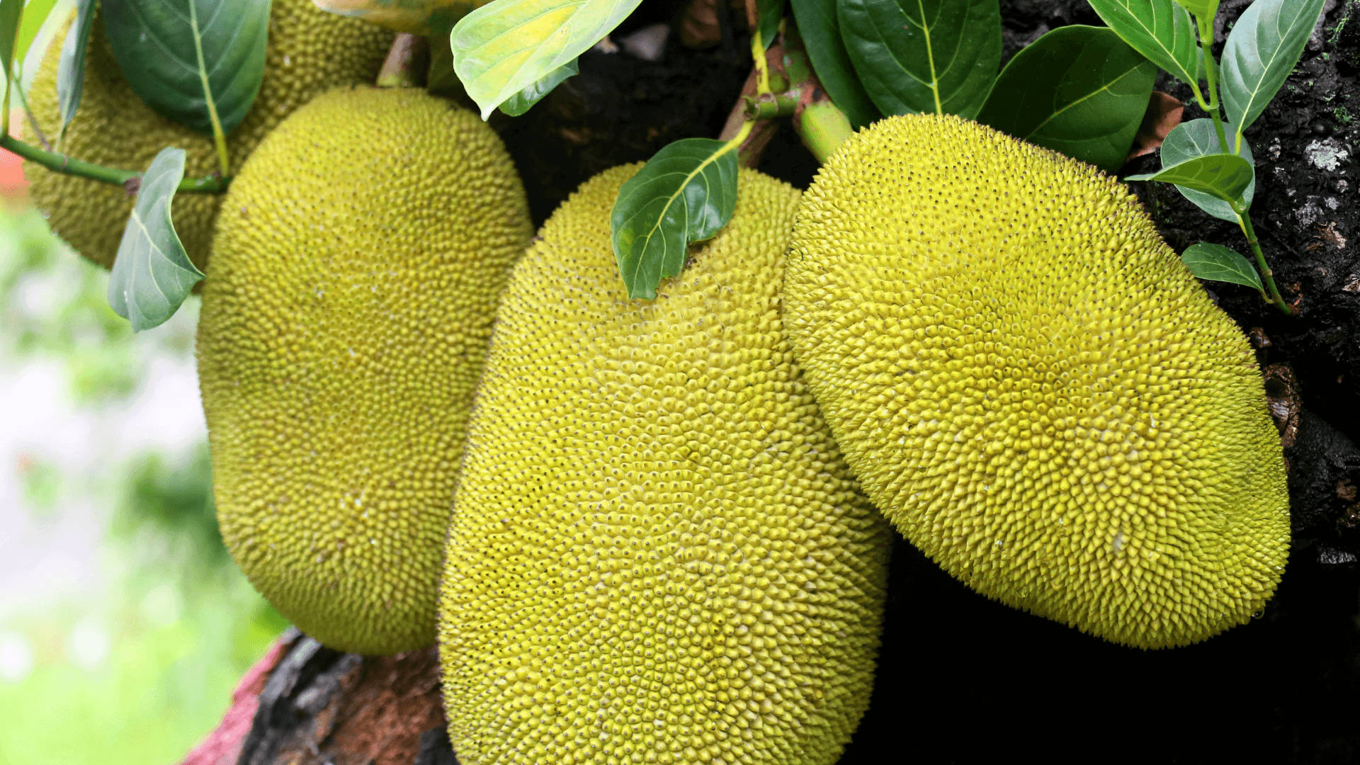 Árbolde Jackfruit Con Frutas Verdes Sin Madurar. Fondo de pantalla